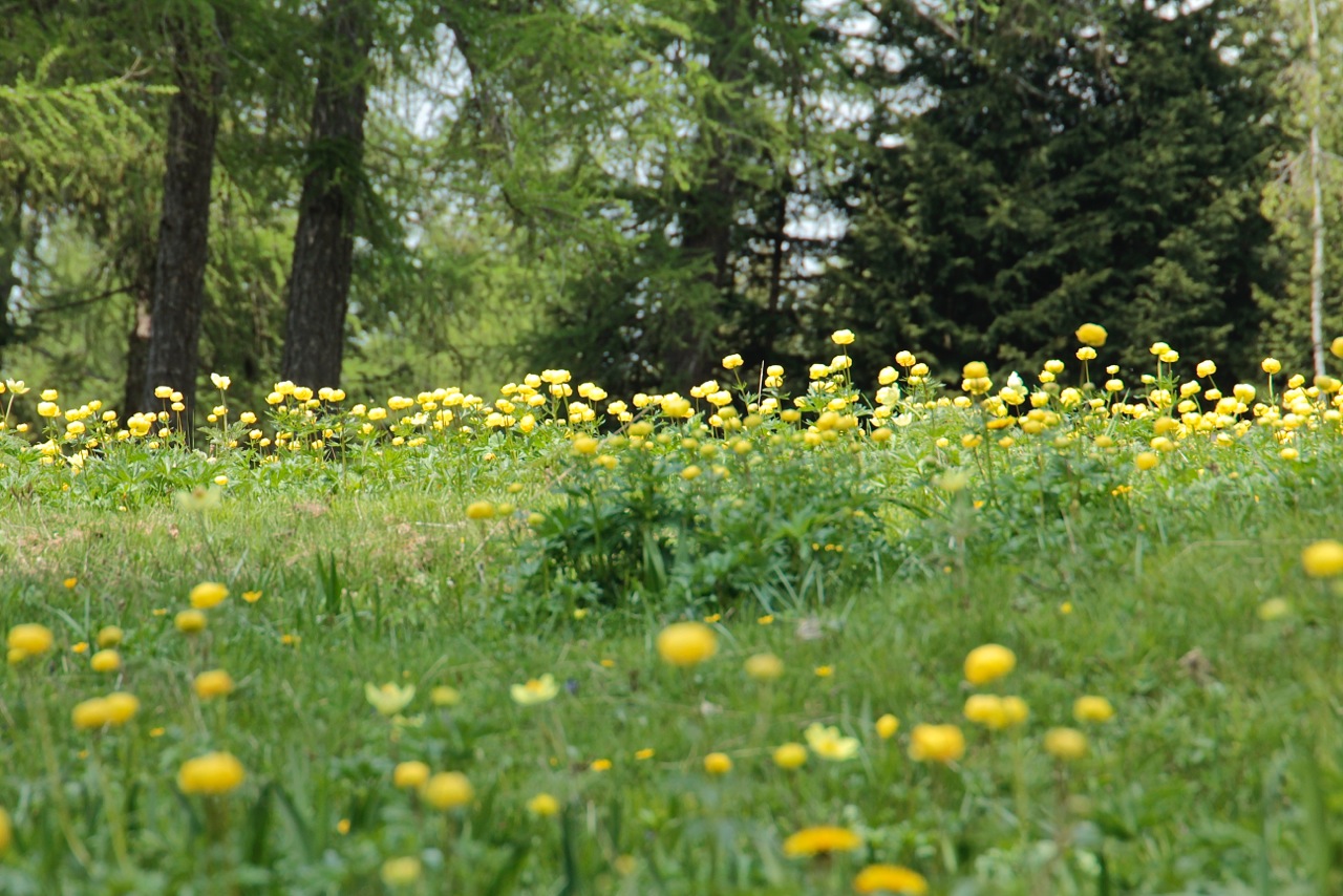 Via_Vigilius_inauguraz_02_