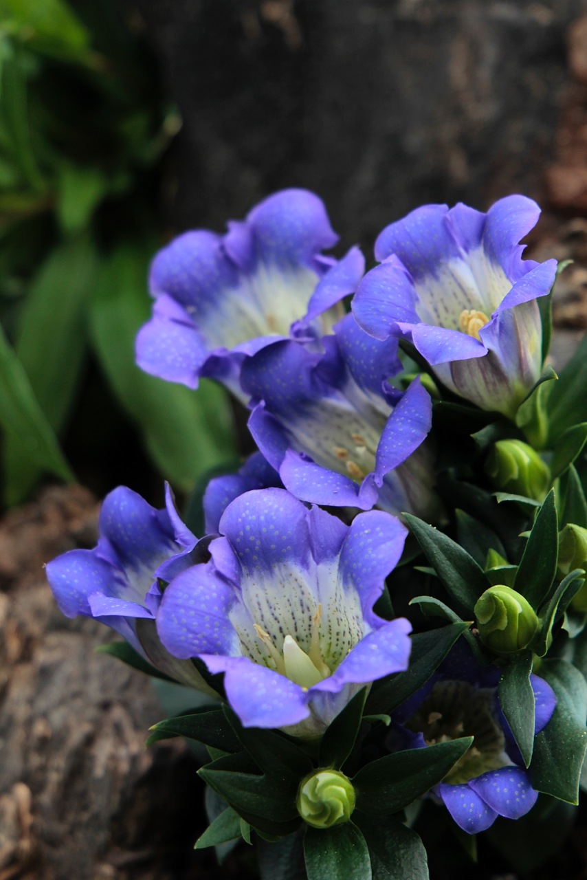 Via_Vigilius_inauguraz_12_